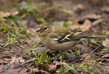 Common chaffinch female on the ground