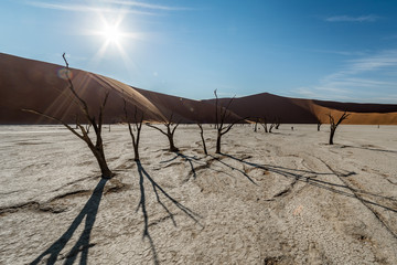 Some dead trees in dead vlei photographed with the backlight of the sun
