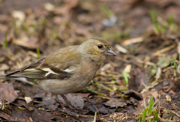 Common chaffinch female on the ground