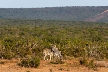 Two zebras cuddling in the open spaces of Addo Elephant Park