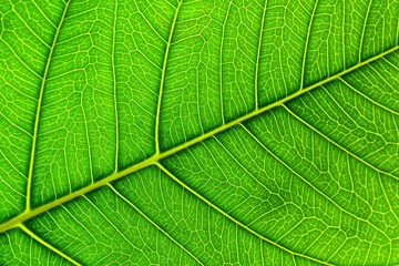 perfect green bo leaf texture - closeup