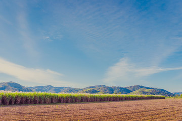 Fototapeta premium Scenery of Sugar-cane flower to the breeze just prior to harvest