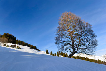 beautiful silhouette of a tree in snowy mountain under blue sky