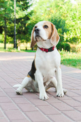 beagle on a walk in the park