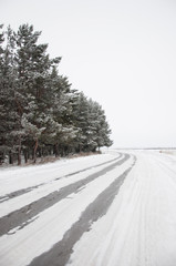 Fototapeta premium branch of pine covered with snow