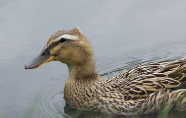 Mallard duck on the pond