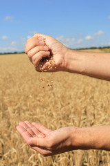 Man holding wheat in field, closeup