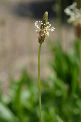 Ribwort Plantain