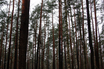 Beautiful forest nature view with trees all around.