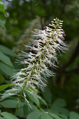 Bottlebrush buckeye
