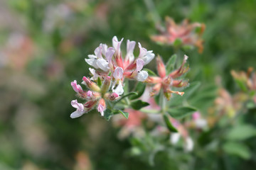 Hairy canary clover