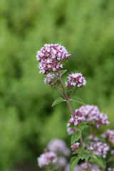 Common marjoram