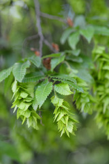 Oriental hornbeam