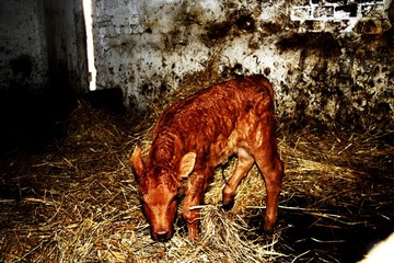 cielak little cow © Cyna0617