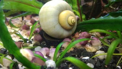 ampularia yellow © Cyna0617