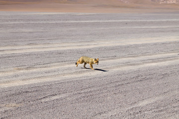 Andean fox close up,Bolivia