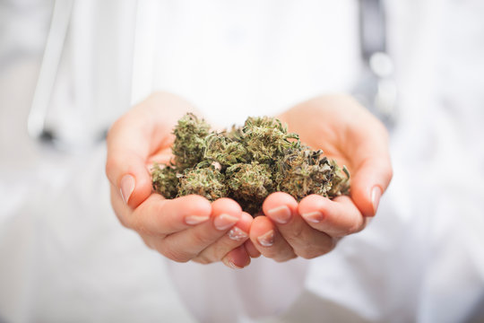 medical marijuana in the hand of a doctor. cannabis alternative medicine