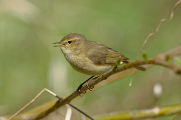 The common chiffchaff, or simply the chiffchaff, (Phylloscopus collybita) is a common and widespread leaf warbler which breeds in open woodlands. Singing spring bird