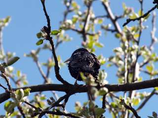 bird on a branch