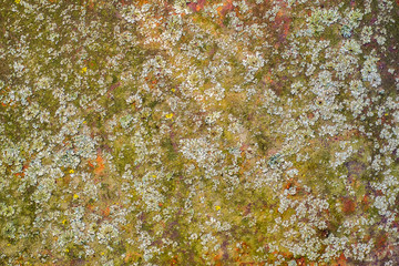 Old rusty metal plate with lichen and moss