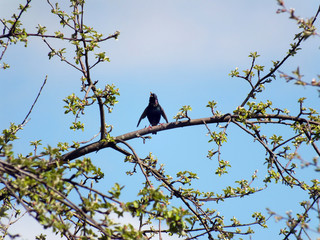 the bird sings on the branch