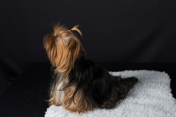 yorkshire terrier