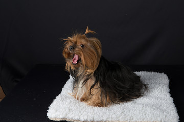 yorkshire terrier