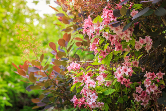 Pink flowering shrub weigela in the garden on a sunny day
