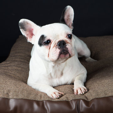 149 Best Bouledogue Francais Images Stock Photos Vectors Adobe Stock 149 Best Bouledogue Francais Images Stock Photos Vectors Adobe Stock