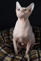 Chat nu