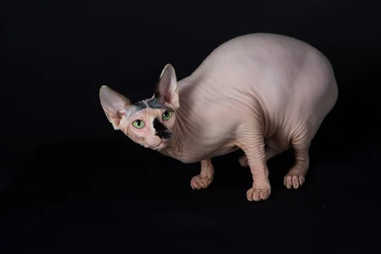 Chat Nu Stock Photo Adobe Stock