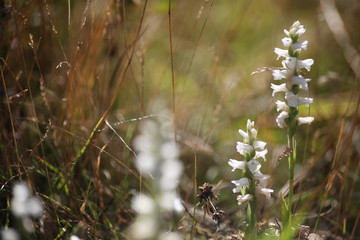 grass and flowers