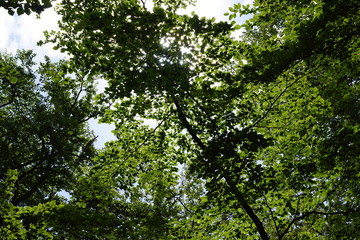 tree with green leaves