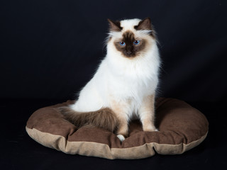 chat, chaton, animal de compagnie, animal, blanc, joli, felidae, chat, fourrure, domestique,...