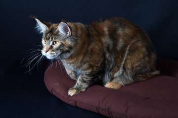 chat