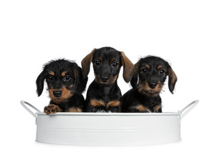 Three black with brown adorable wirehair mini Dachshund dog puppies, sitting together in a white...