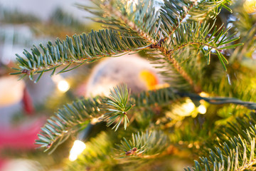 Christmas Tree Branch Background Texture
