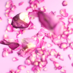 Rose petals fall to the floor. Pink background