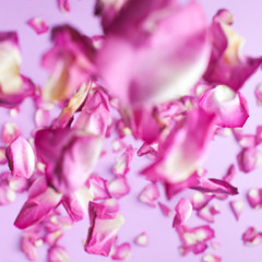 Rose petals fall to the floor. Pink background