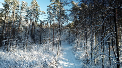 snow white fluff winter all snowed road forest nature