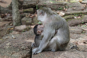 Mother Monkeys Love