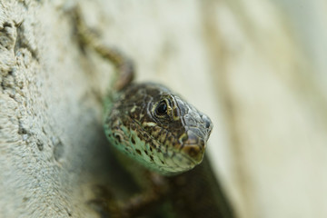 Gray-green lizard on the stone macrophotography. Lizard eyes, lizard in a blur.
