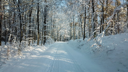 snow white fluff winter all snowed road forest nature