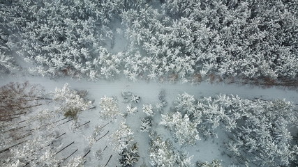 snow white fluff winter all snowed road forest nature © DEM