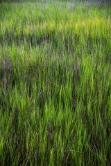Obraz premium sea grass at Shem Creek in Mount Pleasant South Carolina