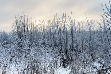 Landscape in winter at sunset. Grass covered snow