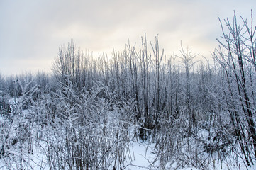 Landscape in winter at sunset. Grass covered snow