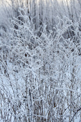 Tree trunks covered snow in winter