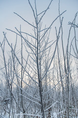 Tree trunks covered snow in winter