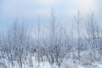 Fototapeta na wymiar Tree trunks covered snow in winter